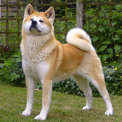 Tobi - Japanese Akita