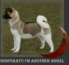 Akita dog - Henrietta