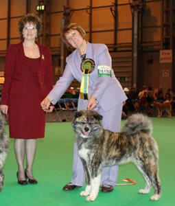 Tina judging Japanese Akitas at Crufts