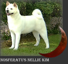 Akita dog - Nellie