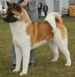 Akita Dog - Nosferatu The Heat Is On at Danti