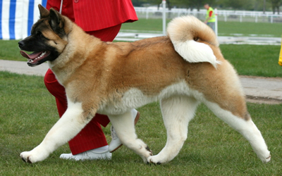 Akita Dog - Nosferatu's Avenging Angel